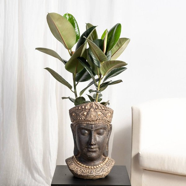 Ficus Robusta L
