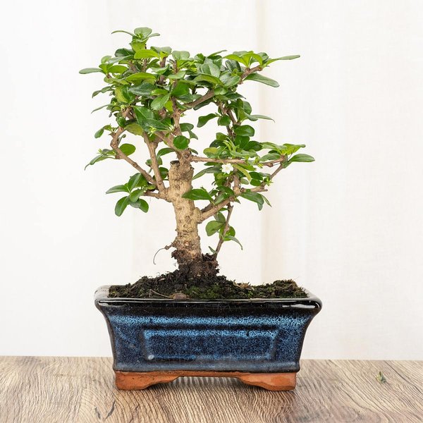 Bonsai Carmona 5 Jahre