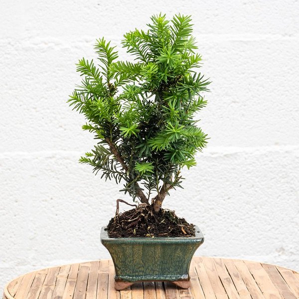Bonsai 12 Jahre alt Taxus media