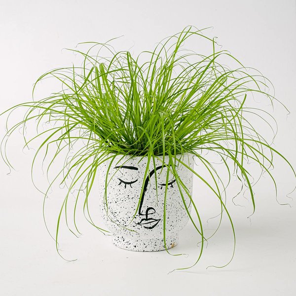 Kräuter für Katzen - Cyperus Alternifolius