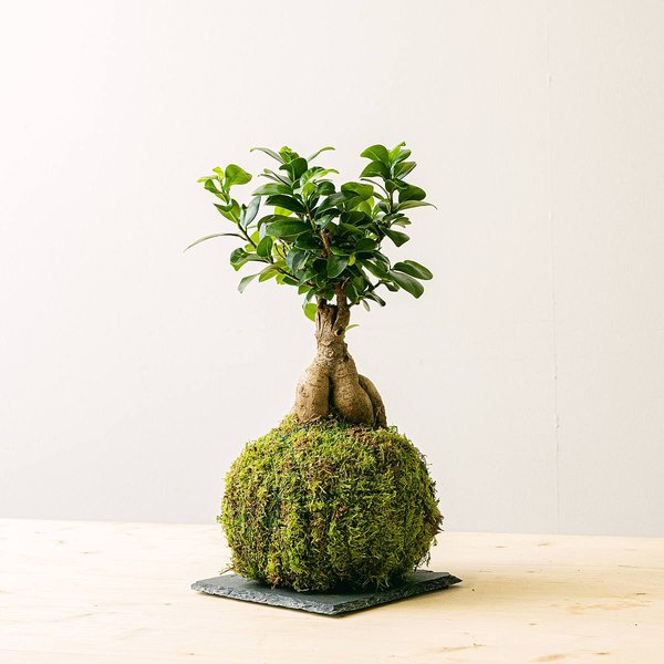 Kokedama Ficus Ginseng
