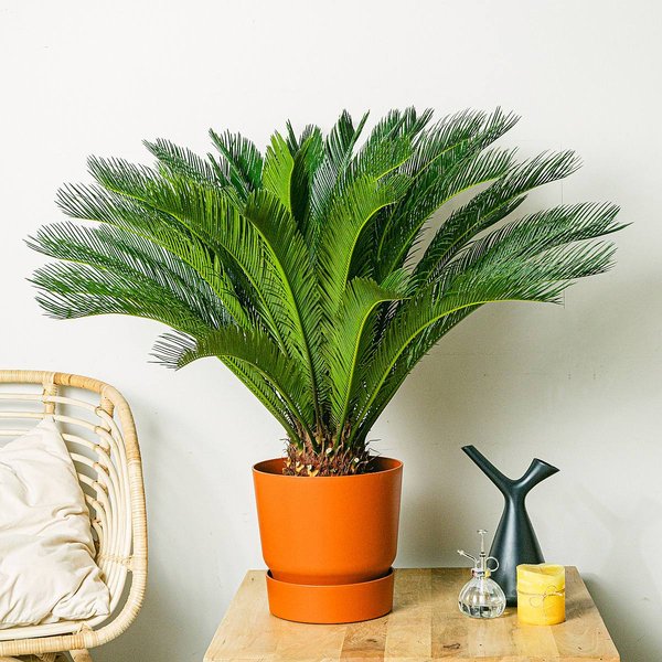 Cycas Revoluta - 100cm