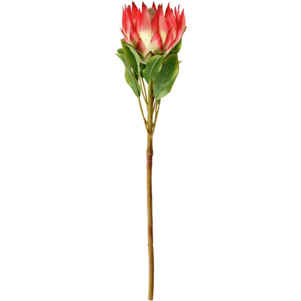 VEGA Protea artificiale Maaret; 70x11 cm (LxL); bianco/rosa/verde