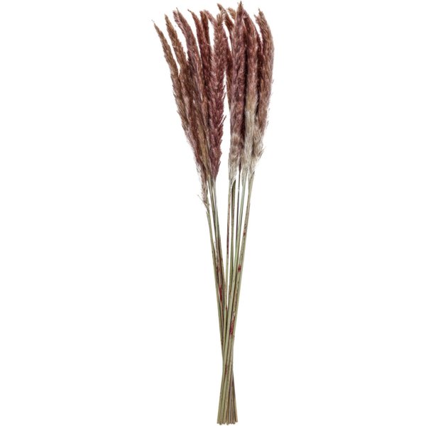 Fiori secchi decorativi Pampas Adiba; 70 cm (L); naturale