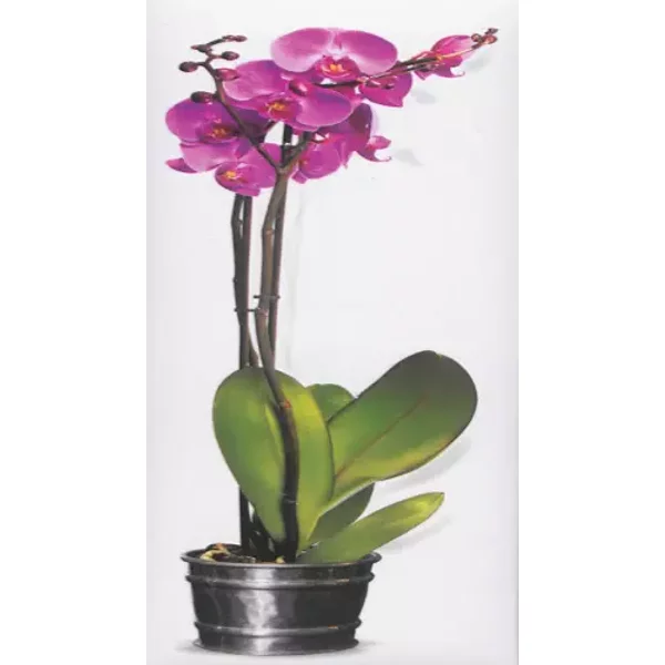 OrchidéEs - BéNéDicte Boudassou-image