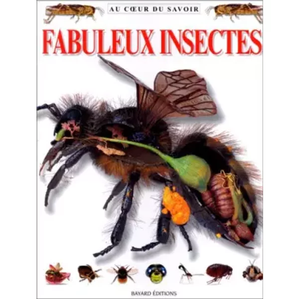 Fabuleux Insectes - Miranda Macquitty-image