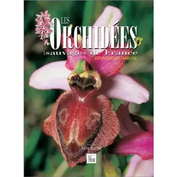 Les Orchidées sauvages de France : Grandeur nature - Rémy Souche