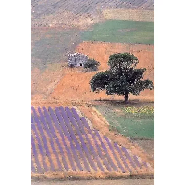 Provence - Marie- Ange Guillaume