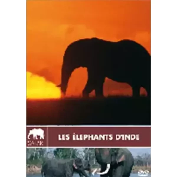 Les Eléphants d'Inde