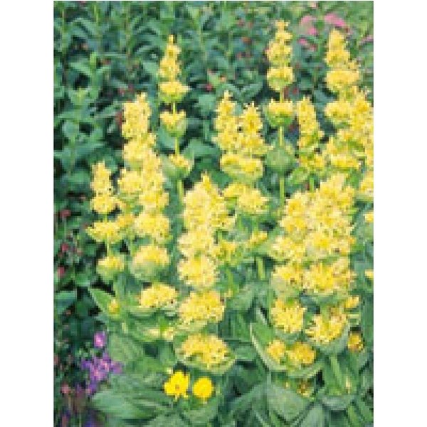 Herboplanet Tsa Gentiana Lutea 50 Ml-image