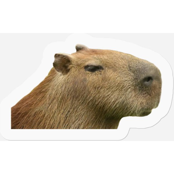 Capybara Profile - Capybara - Stickers-image