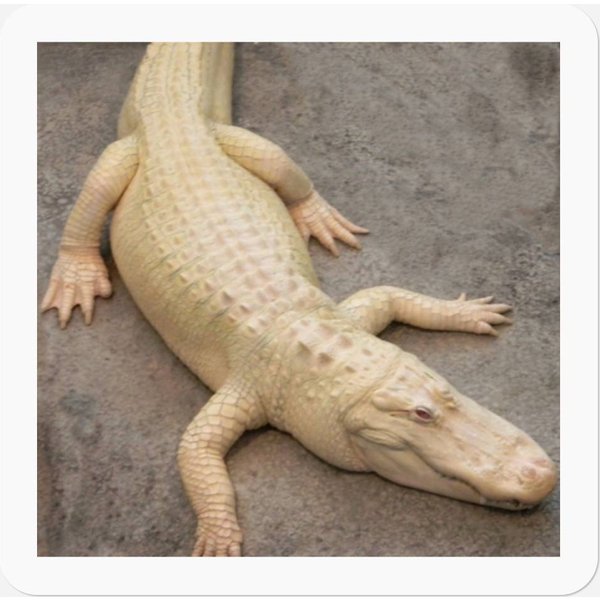 Children's Alligator Stickers-image