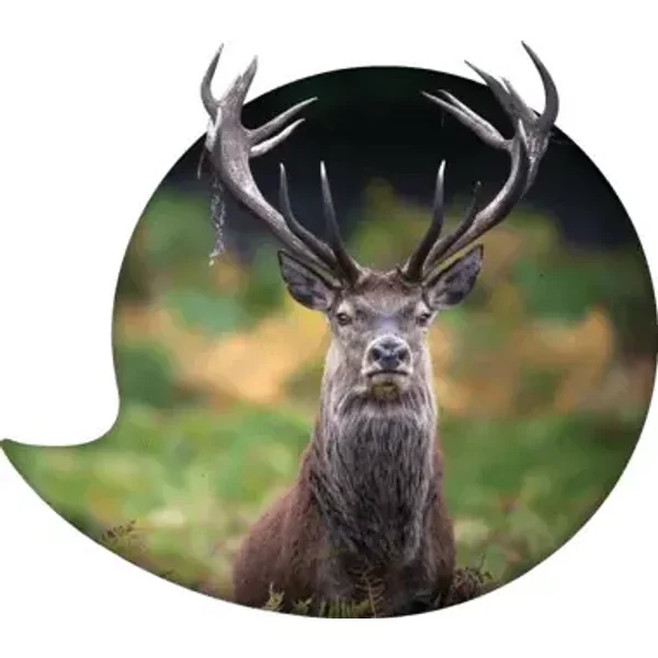 Scottish Gaelic 1 month