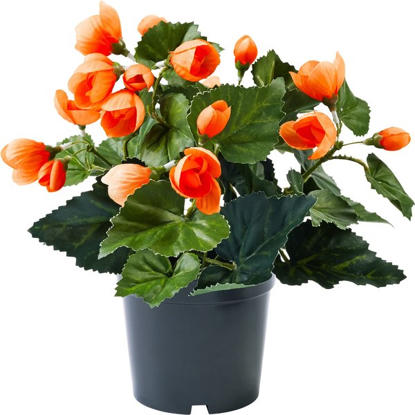 Begonienbusch