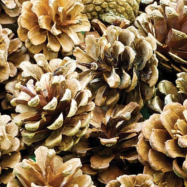Natural Pine Cones (Per pack) Approx. 25 Per Pack, Natural Craft Materials