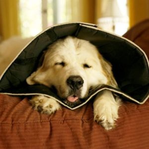 Collare Comfy Cone Xsmall 11CM-image
