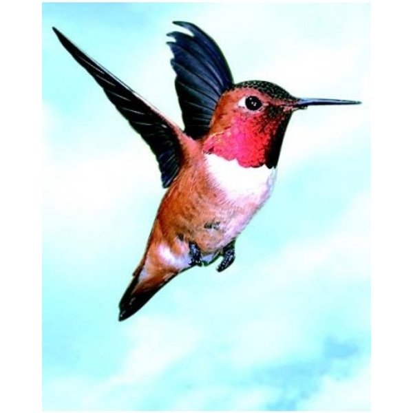 Colibri Hummingbird Essenze Di Animali Selvatici 30Ml-image