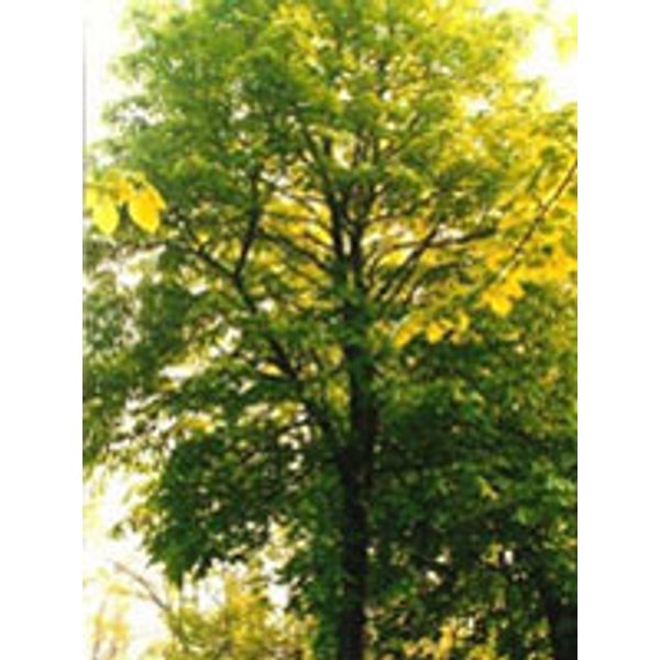 Tsa Tilia Europea 50ML-image