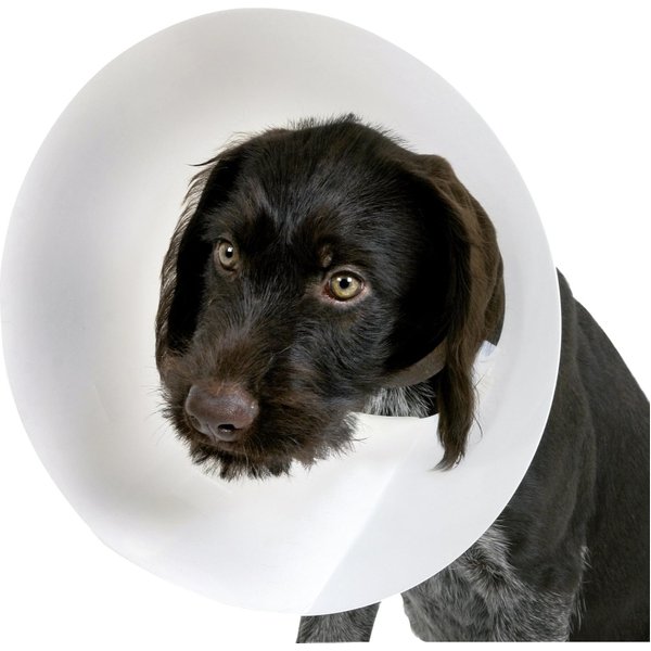 Dlm Proficol - Collare Elisabettiano Per Cani Trasparente Misura S 12,5 Cm-image