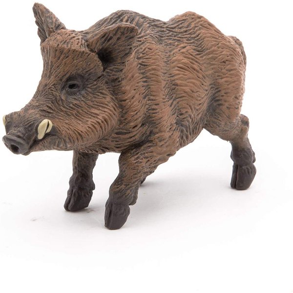 Wild Boar