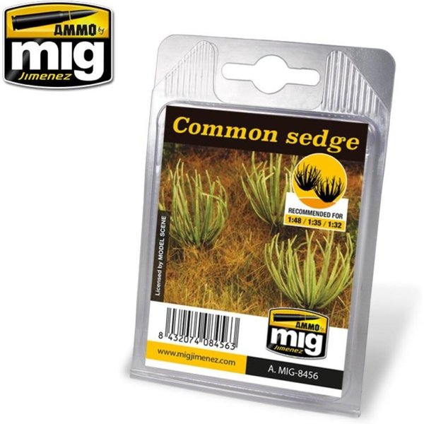 Common Sedge