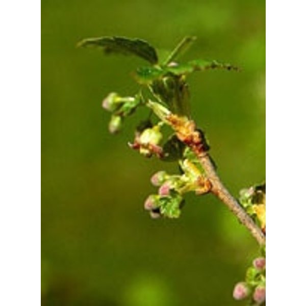 Herboplanet Msa Ribes Nigrum 50 Ml-image