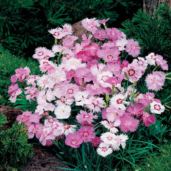 Dianthus plumarius 'Sweetness Mix' - Seeds