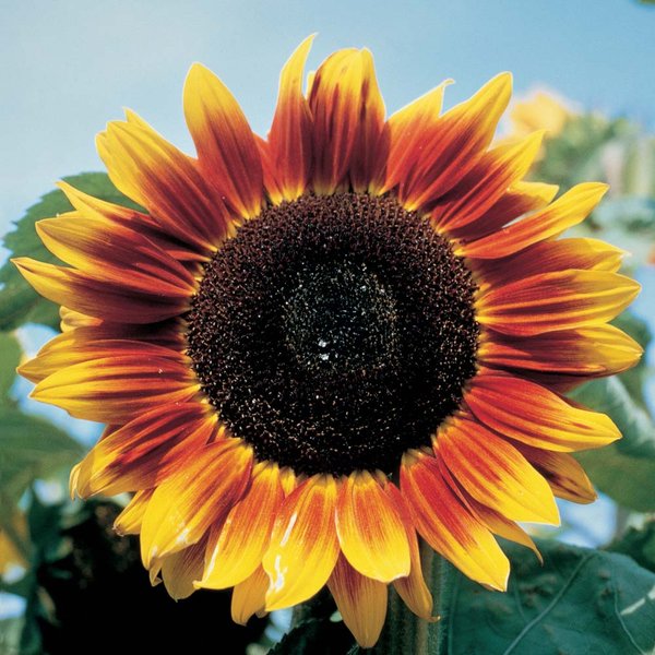 Sunflower 'Solar Eclipse' F1 - Seeds