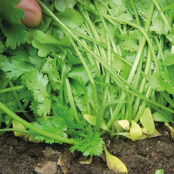 Coriander 'Calypso' - Herb Seeds