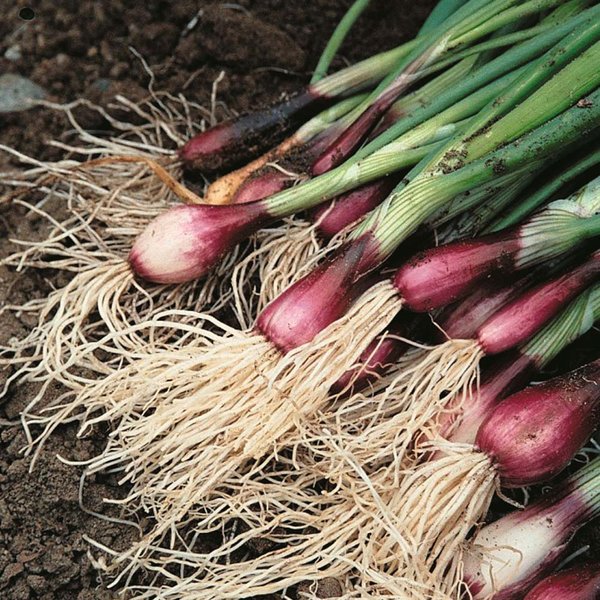 Spring Onion 'Apache' - AGM Collection Seeds