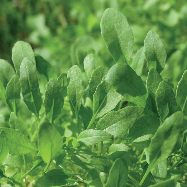 Rocket 'Discovery' - Herb Seeds