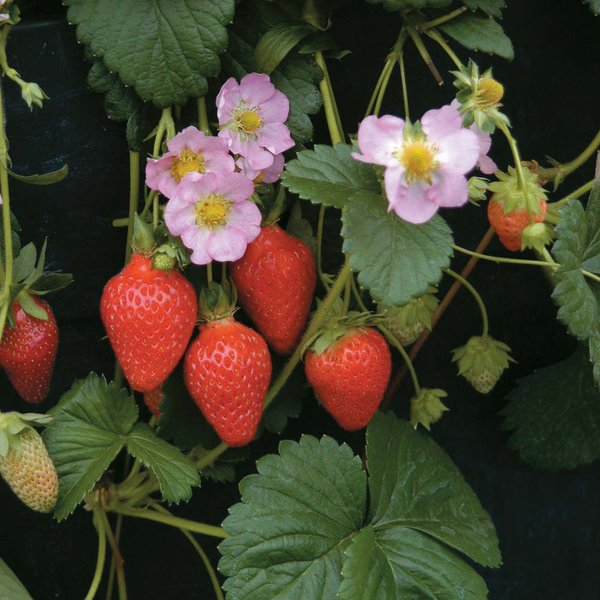 Strawberry 'Florian' (Everbearer/ All season) F1 - Seeds