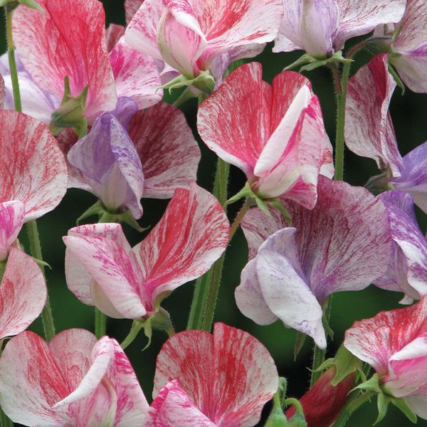Sweet Pea 'Statesman Mix' - Seeds
