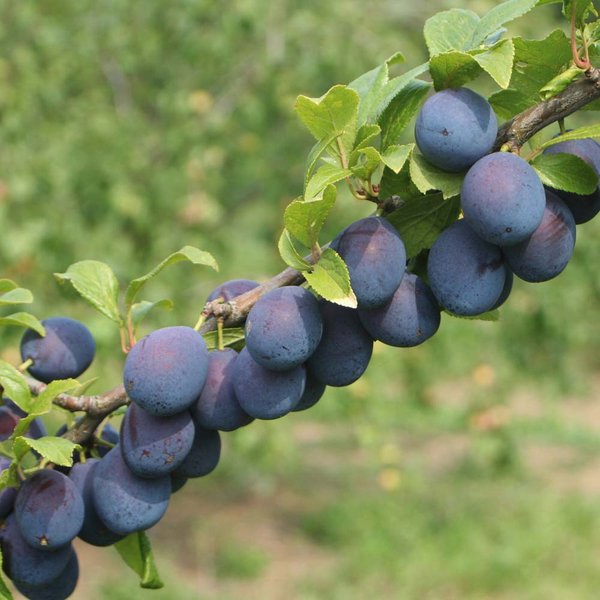 Damson Plum 'Merryweather'