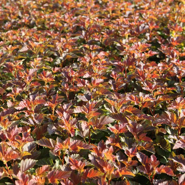 Physocarpus opulifolius 'Amber Jubilee'