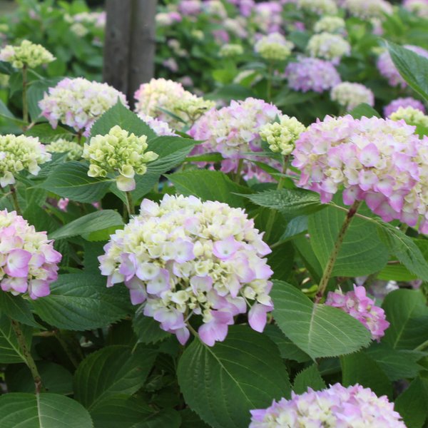 Hydrangea 'Endless Summer® The Original'