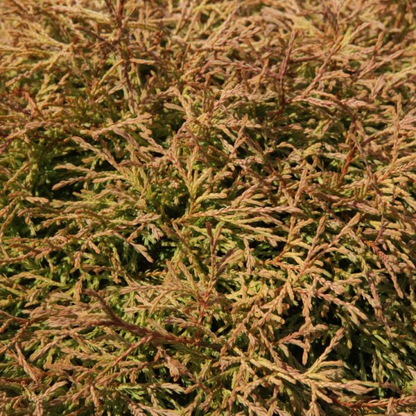 Thuja occidentalis 'Golden Tuffet'