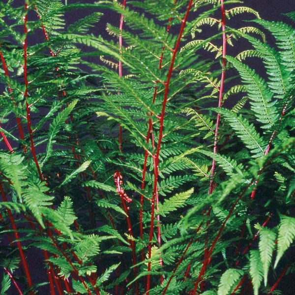 Fern 'Lady In Red'