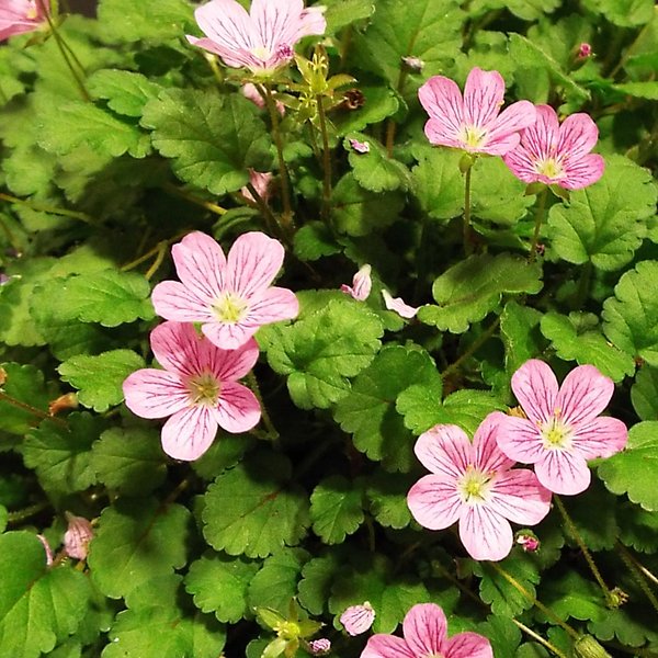 Erodium Ă— variabile 'Roseum'