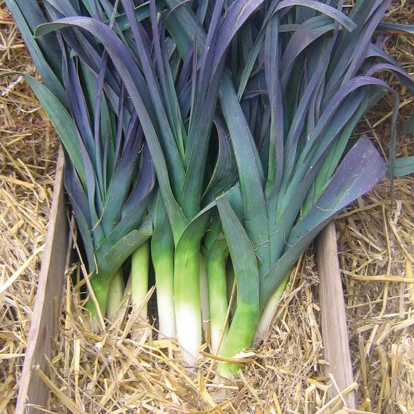 Leek 'Northern Lights' F1 - Seeds