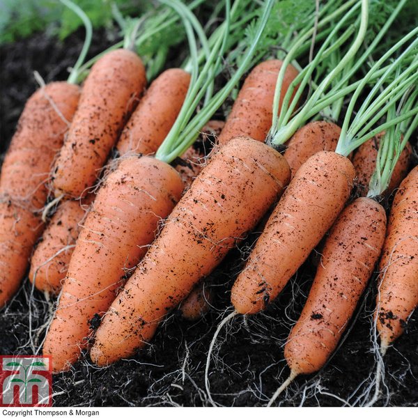 Carrot 'Flyaway' F1 - Seeds