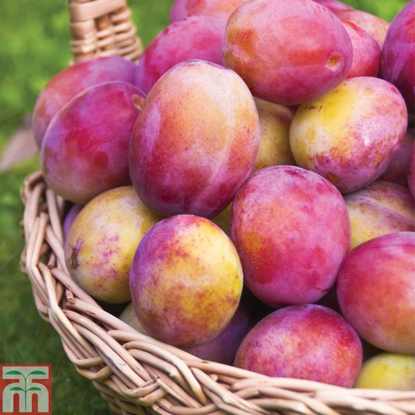 Plum 'Victoria'