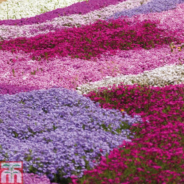 Creeping Phlox Collection