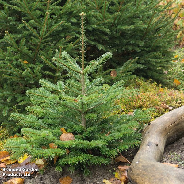 Abies nordmanniana