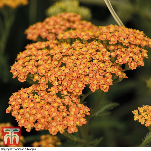 Achillea 'Terracotta'