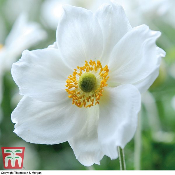 Anemone x hybrida 'Honorine Jobert'