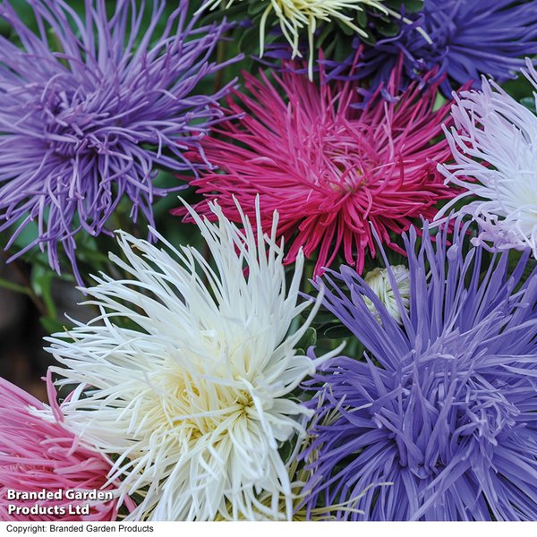 Aster 'Spider Chrysanthemum Mix' - Seeds