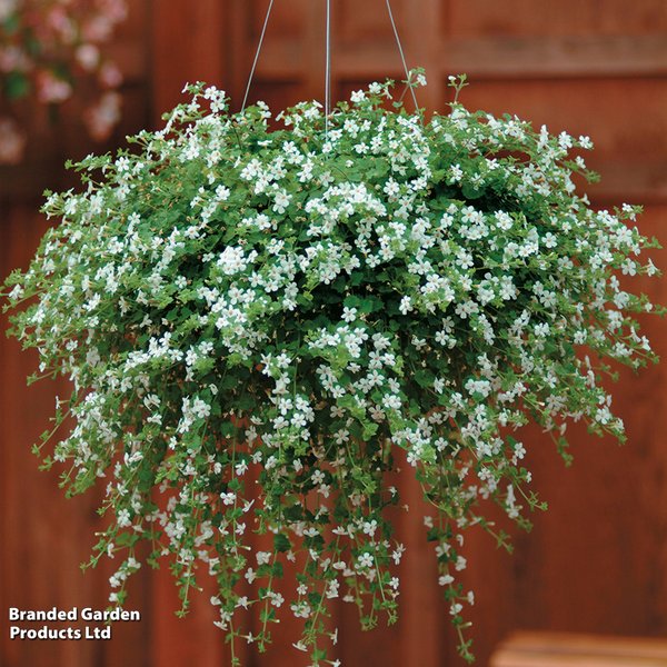 Bacopa 'Snowtopia'