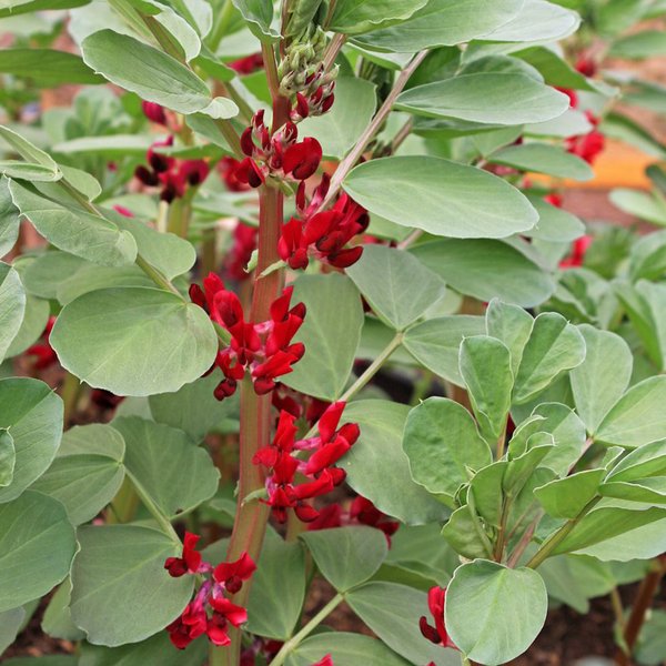Broad Bean 'Crimson Flowered' - Seeds