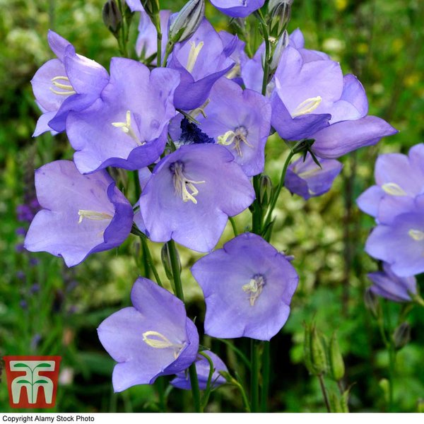 Campanula persicifolia 'Caerulea'